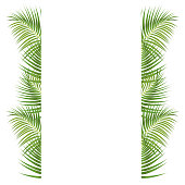 istock Palm Leaves Border 907157488
