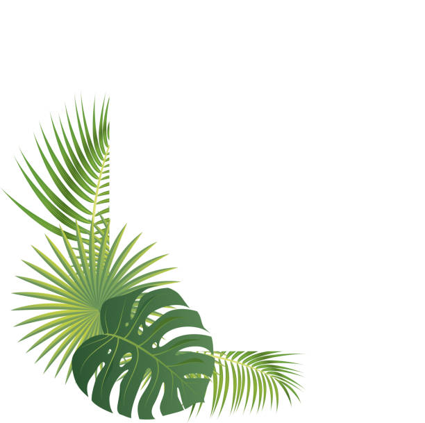 illustrations, cliparts, dessins animés et icônes de bordure de feuilles de palmier - palm leaf frond leaf backgrounds