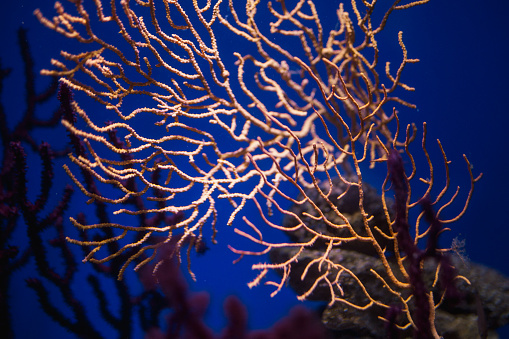 Plants and sea life at the bottom of the sea.