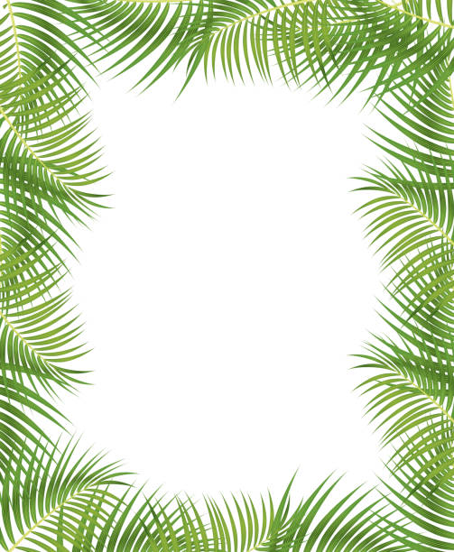 ilustrações, clipart, desenhos animados e ícones de fronteira de folhas de palmeira - tropical climate white background palm tree leaf