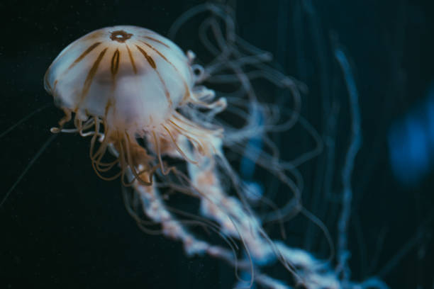 jellyfish in deep - box jellyfish imagens e fotografias de stock