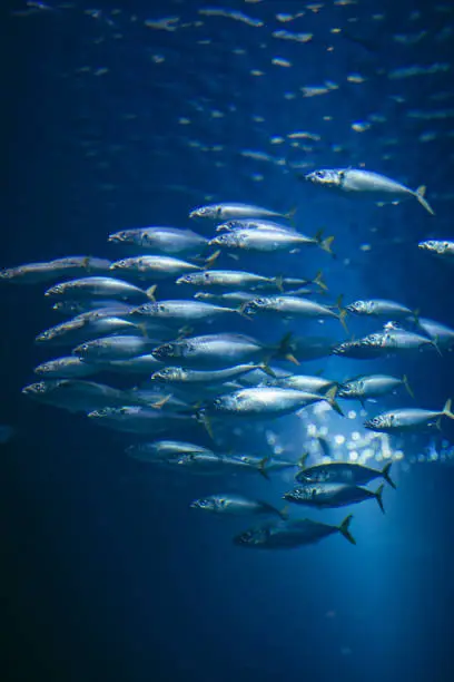 School of fish swimming in water together.