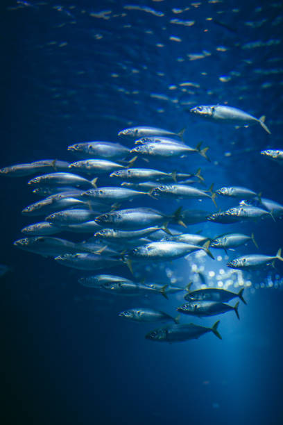 nước đầy cá - đàn cá nhóm động vật hình ảnh sẵn có, bức ảnh & hình ảnh trả phí bản quyền một lần