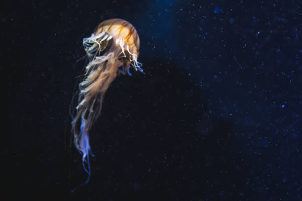 Jellyfish in deep space Jellyfish swimming in the sea, underwater. jellyfish stock pictures, royalty-free photos & images