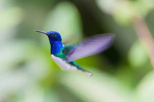 White-chested hummingbird flapping its wings at great speed stays static