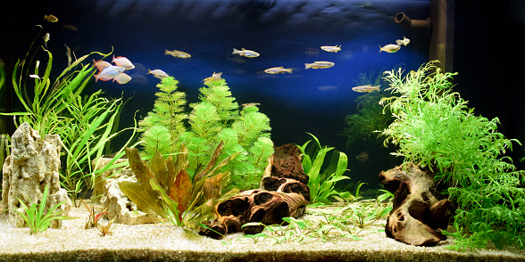 Aquascape of freshwater aquarium