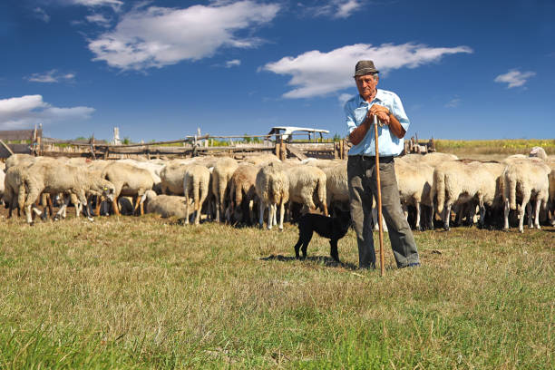 hirte mit seinem hund und grasende schafe - sheep wool meadow pasture stock-fotos und bilder