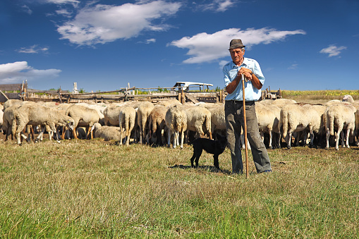 Pastor con sus perro y pastoreo de las ovejas photo