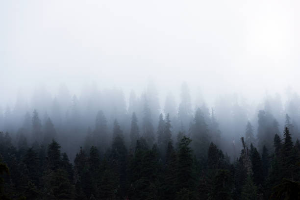 istock Pacific Northwest Forest in the morning 907182636