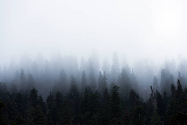 Pacific Northwest Forest in the morning stock photo
