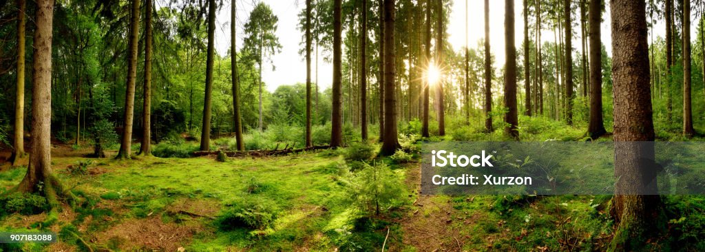 Beautiful forest Sunrise in a beautiful forest in Germany Forest Stock Photo