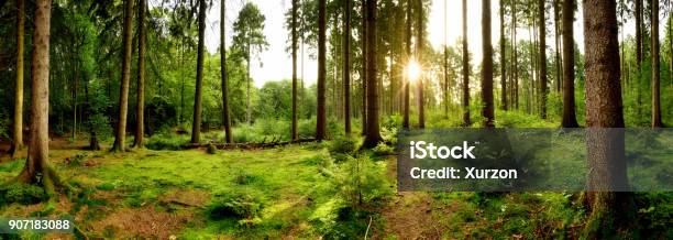 Beautiful Forest Stock Photo - Download Image Now - Forest, Moss, Footpath