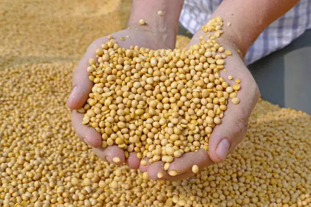 Soybean in a hand after good harvest of successful farmer