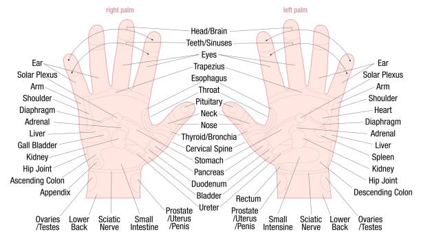 Hand reflexology zone massage chart with areas and names of the corresponding internal organs and body parts - skin color - vector illustration on white background. Hand reflexology zone massage chart with areas and names of the corresponding internal organs and body parts - skin color - vector illustration on white background. skin tone chart stock illustrations