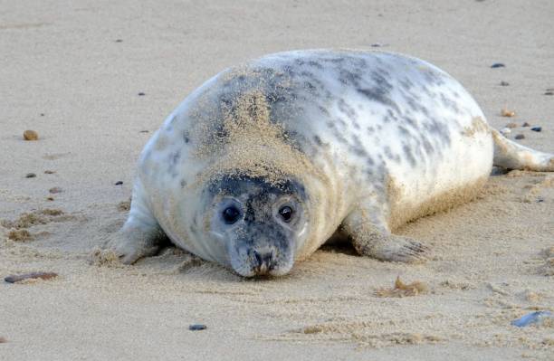 istock Greay Seal on a sandy beach Norfolk UK coastline 907192220