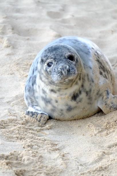 istock Greay Seal on a sandy beach Norfolk UK coastline 907200056