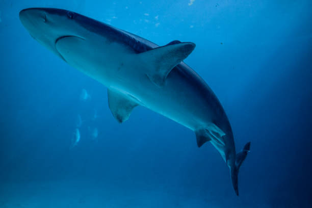 Underwater close-up of a swimming shark.