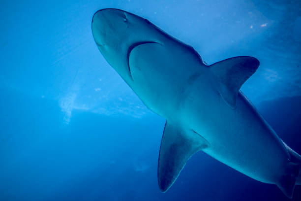 istock Underwater close-up of a swimming shark. 907202010