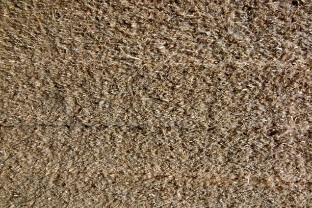 istock structure of an insulating board with wood shavings 907202342