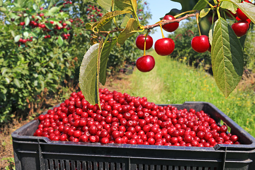 Picking cherries in the orchard