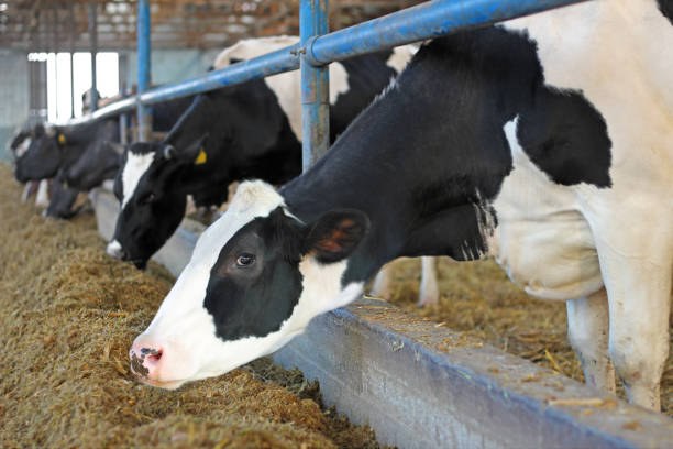 istock Dairy farm, feeding cows on farm 907249074