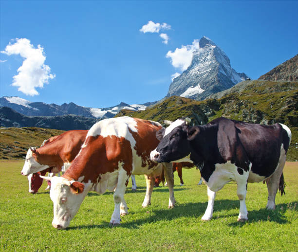 Cow grazing in the meadow