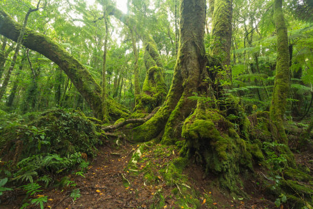 In the Australian rainforest stock photo