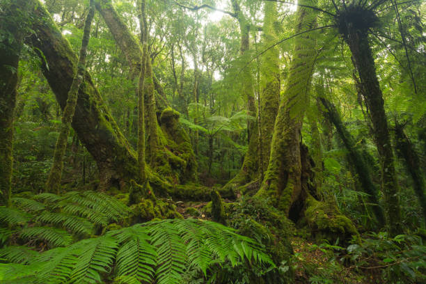 istock In the Australian rainforest 907260816
