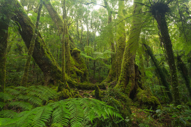 In the Australian rainforest stock photo