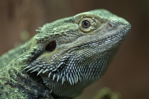 Central bearded dragon (Pogona vitticeps), also known as the inland bearded dragon.