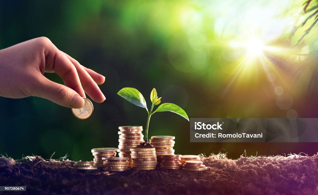 Growing Plant On Coins Money - Investment Concept Sprout In Coins Money Savings Stock Photo