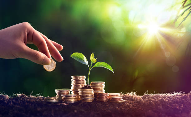 growing plant on coins money - investment concept - bank currency stack coin imagens e fotografias de stock