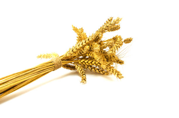 istock Ears of rye and wheat growing 907281228