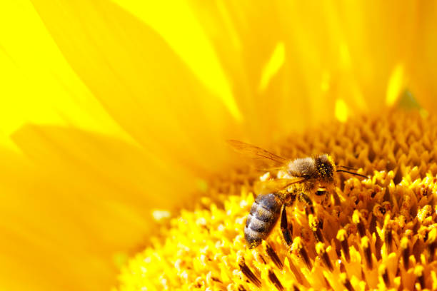 Close-up of a European honeybee (Apis mellifera) gathering nectar from a sunflower. Shallow depth of field, space for copy.