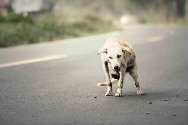 istock Cute dog on the street 907284660