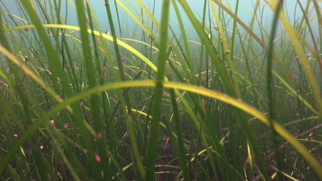 Sea grass POV