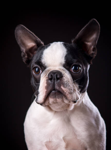 istock An adorable Boston Terrier on black background. 907292686