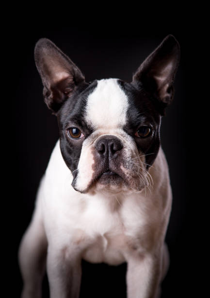 istock An adorable Boston Terrier on black background. 907302170