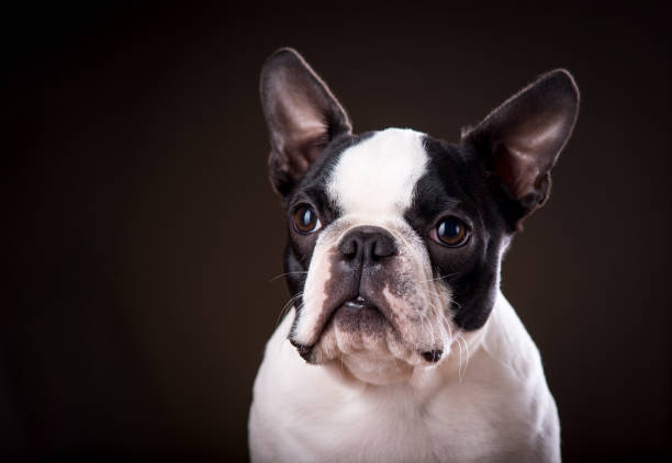istock An adorable Boston Terrier on black background. 907304770