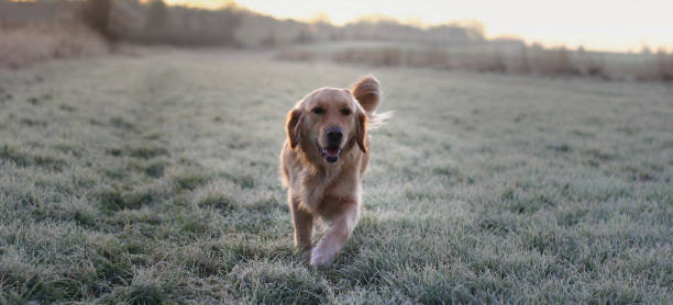 Golden Retriever dog