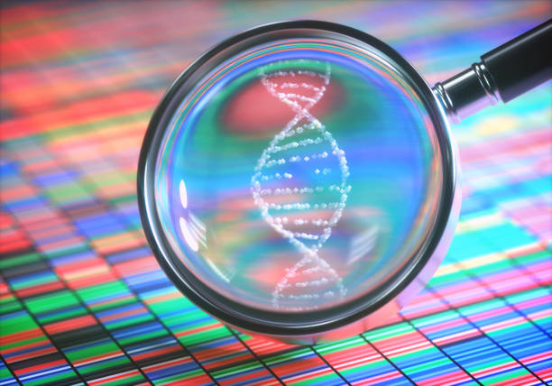 Amplifying DNA Helix 3D illustration. DNA Sanger Sequencing and a Magnifying Glass Showing the DNA Helix. genetic research stock pictures, royalty-free photos & images