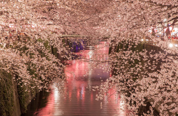 istock Tokyo sakura cherry blossom with light up 907330006