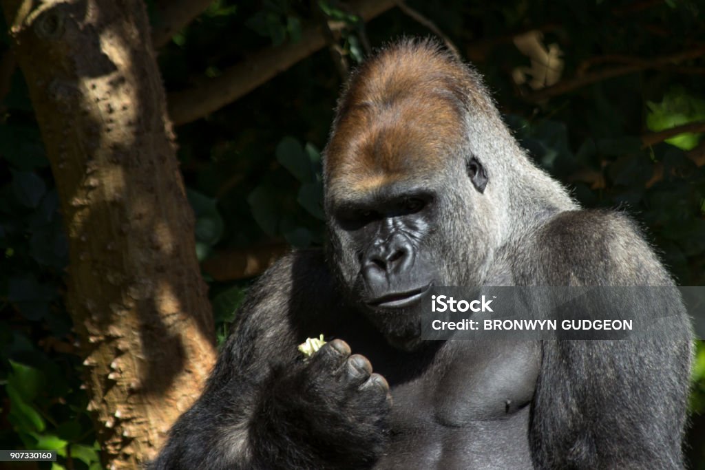 Lowland gorilla looking a apple in his hand lowland gorilla looking at an apple in his hand Animal Stock Photo