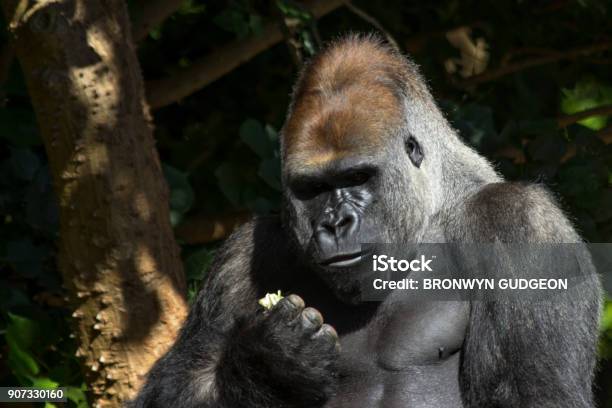Lowland Gorilla Looking A Apple In His Hand Stock Photo - Download Image Now - Animal, Animal Head, Animal Wildlife