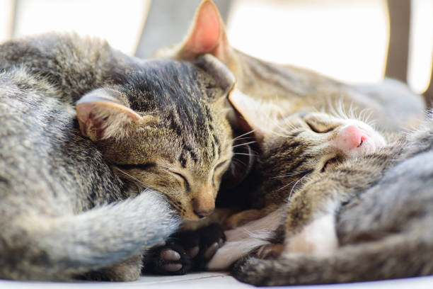 istock Portrait of cats are sleeping together 907334956