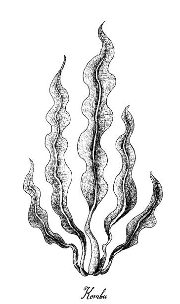Hand Drawn of Kombu Seaweed on White Background vector art illustration