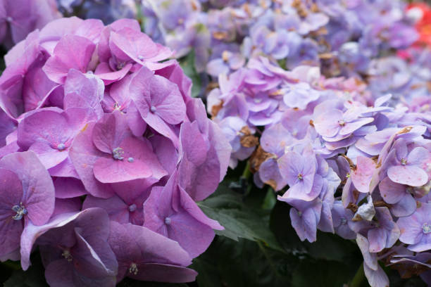 blaue hortensie im garten. blühende blume. frische pflanzen blühen - temperate flower hydrangea plant flower stock-fotos und bilder