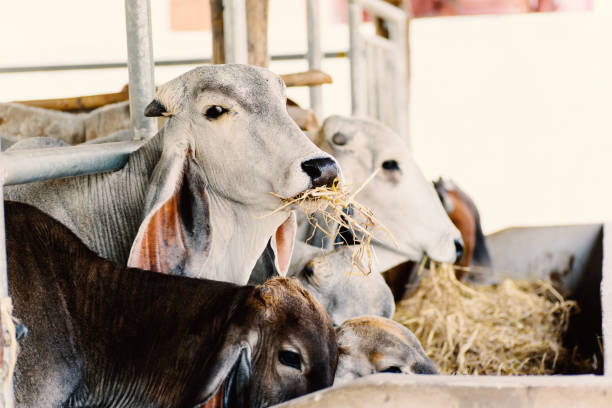 istock Cows are eating rice straw in a cowshed 907338240