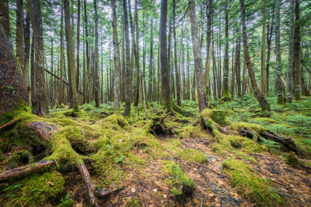 istock Green moss and green forest 907342960