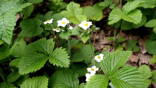 Blooming flowers of wild strawberries in the forest in HD